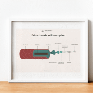 Poster digital: Estructura de la fibra capilar